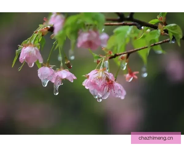 尘封的记忆，盛放的“sehuatang”：一场关于时光与情感的邂逅